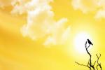 summer culminating point, Tropic of Cancer, friday is the longest day of the year, Uae news
