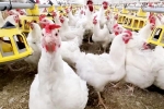 Bird flu new updates, Bird flu outbreak, bird flu outbreak in the usa triggers doubts, Who