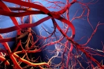 Blood Vessels Stretch research, Blood Vessels Stretch, how far can blood vessels stretch if laid out end to end, Tendulkar