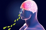 Brain-Eating Amoeba, Primary Amoebic Meningoencephalitis news, brain eating amoeba in kerala why and how it spreads, Nasa