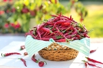 chili peppers, chili for weight loss, chili peppers help burn away the fat, Purdue university