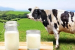 Cow Milk Protein updates, Cow Milk Protein news, can cow milk protein lead to type 1 diabetes, Asei