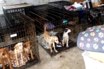 Dog Meat South Korea breaking updates, Dog Meat South Korea updates, consuming dog meat is a right of consumer choice, Cabbage