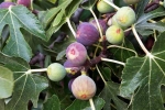 Figs non-vegetarian, Figs benefits, are figs really vegetarian or non vegetarian, Turkey