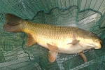Lake Erie, Michigan news, michigan fishers warned about fish virus, David smmerstein