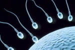 Foods That Improve Sperm Count, Foods To Improve Sperm Count, 8 super foods to improve sperm count, Pomegranates