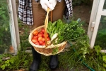 Vegetables at Home, Fruits and Veggies breaking, fruits and veggies that are easy to grow at home, Mango