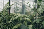 health, health, growing plants good for you and your home, Oil spill