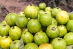 Guava articles, Guava bad for diabetics, who should be careful with guava, Health benefits