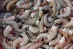 turtle, Indian Shrimp, indian shrimp faces threat of ban in u s, Al hilal