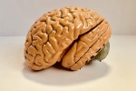 Indian Brain Atlast, Alzheimer’s, indians have smaller brains a study revealed, Brain diseases