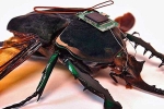 Robotized Cockroaches articles, Robotized Cockroaches techniques, insects robotized to hunt for survivors in a collapsed building, Robotized insects