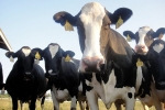 Irish company to open a cheese factory in Michigan, Irish company's joint cheese venture in Michigan, irish company s joint cheese venture in michigan, Milk production