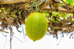 Snake Venom breaking, Snake Venom in minutes, this miraculous plant can neutralise snake venom in minutes, Rainy season