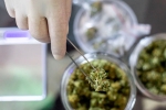 Cannabidiol, Covid-19 Vaccine, lung damage from covid 19 can be prevented with cannabidiol, Plastic surgery