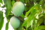 mango leaves, mango leaves uses for hair, mango leaves seeds helps in reducing blood sugar and diabetes here s how, Mangoes