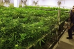 advisory released, small operators, michigan regulators are opening up michigan market to marijuana mega growers, Medical marijuana