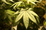 Michigan to legalize Marijuana, Marijuana in Michigan, michigan could legalize the use of marijuana, State representative