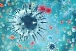 new virus, new virus, a new virus discovered in china is another pandemic on the way, H1n1