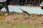 New York Tourism, Mayor concern on New York rodents, must experience trend in new york city, Times square