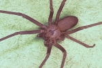 Recluse spiders in Michigan, University of California, dangerous spiders found in michigan garage, Spiders