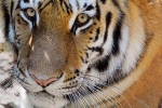 bronx zoo, novel coronavirus, bronx zoo tiger nadia the first animal tested positive for covid 19, Cats