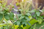 benefits of tulsi for skin in hindi, how to use tulsi leaves for hair, tulsi for skin how this indian herb helps in making your skin acne free glowing, Toner