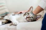pet cats, covid-19, two pet cats in new york test positive for covid 19, Cats