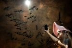 Wuhan CDC scientists, Wuhan CDC video, a sensational video of scientists of wuhan cdc collecting samples in bat caves, Wuhan cdc