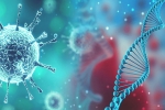 SARS-CoV2, world, all you need to know about d614g a dangerous mutation of sars cov2, Reinfection