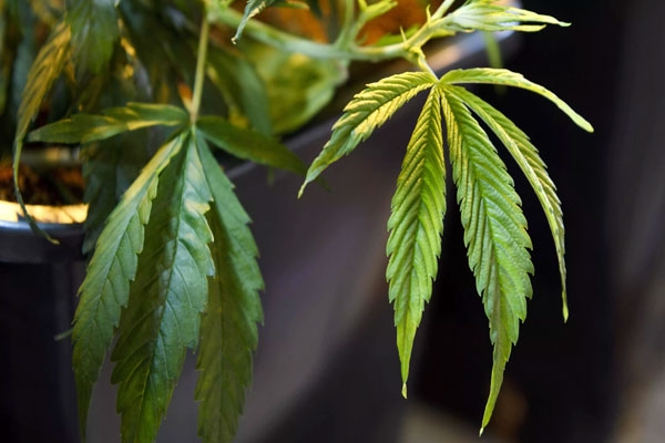 Michigan Medical Marijuana Laws to Regulate Oil-Based Marijuana Products