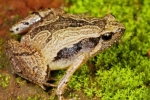 South Indian Frog Mucus Kills H1 Influenza Virus, Frog Mucus Kills H1 Flu Virus, south indian frog mucus kills flu virus, Fungal pesticides South Indian Frog Mucus Kills H1 Influenza Virus, Frog Mucus Kills H1 Flu Virus, south indian frog mucus kills flu virus, Fungal pesticides